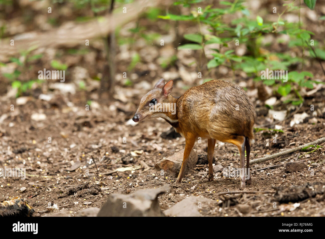 Kleinkantschil (Tragulus javanicus), Kaeng Krachan, Tailandia Asien, Foto de stock