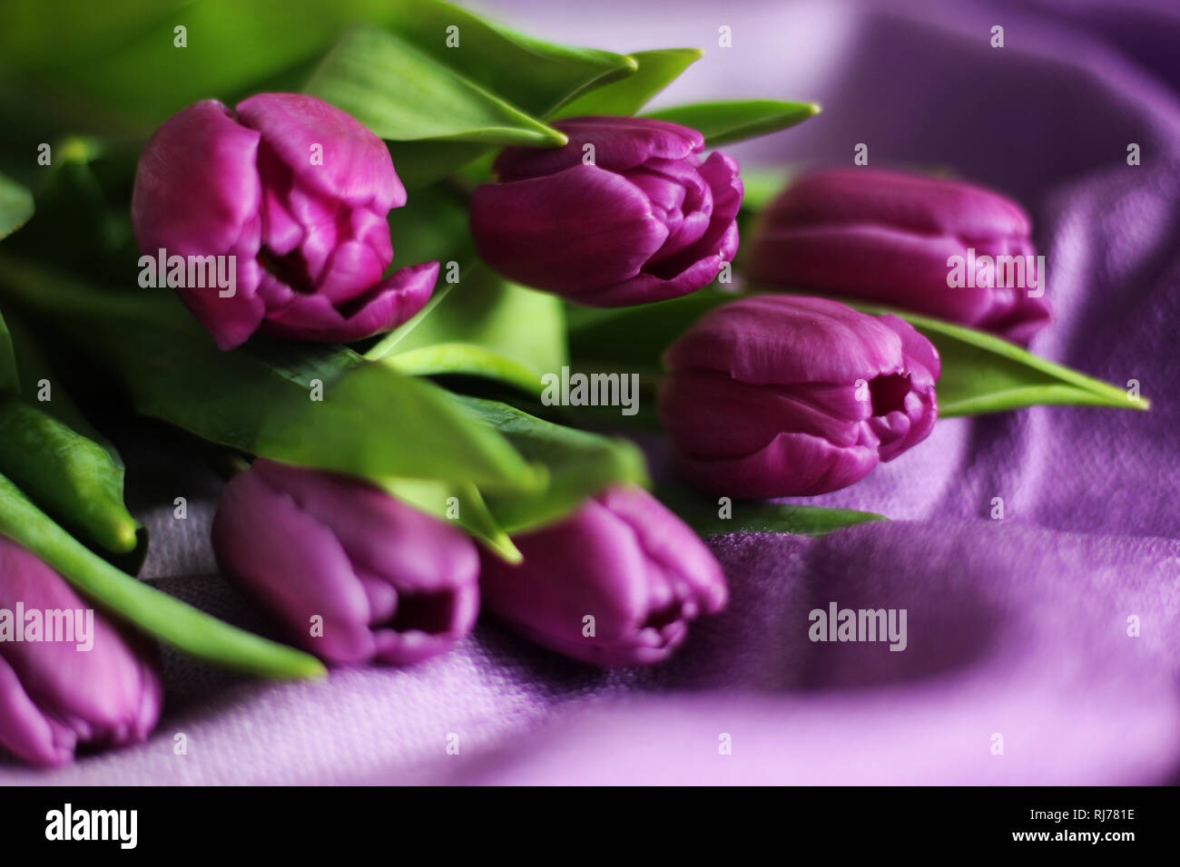 Cerrar el Ramo de tulipanes púrpura, el enfoque selectivo, fondo púrpura Foto de stock