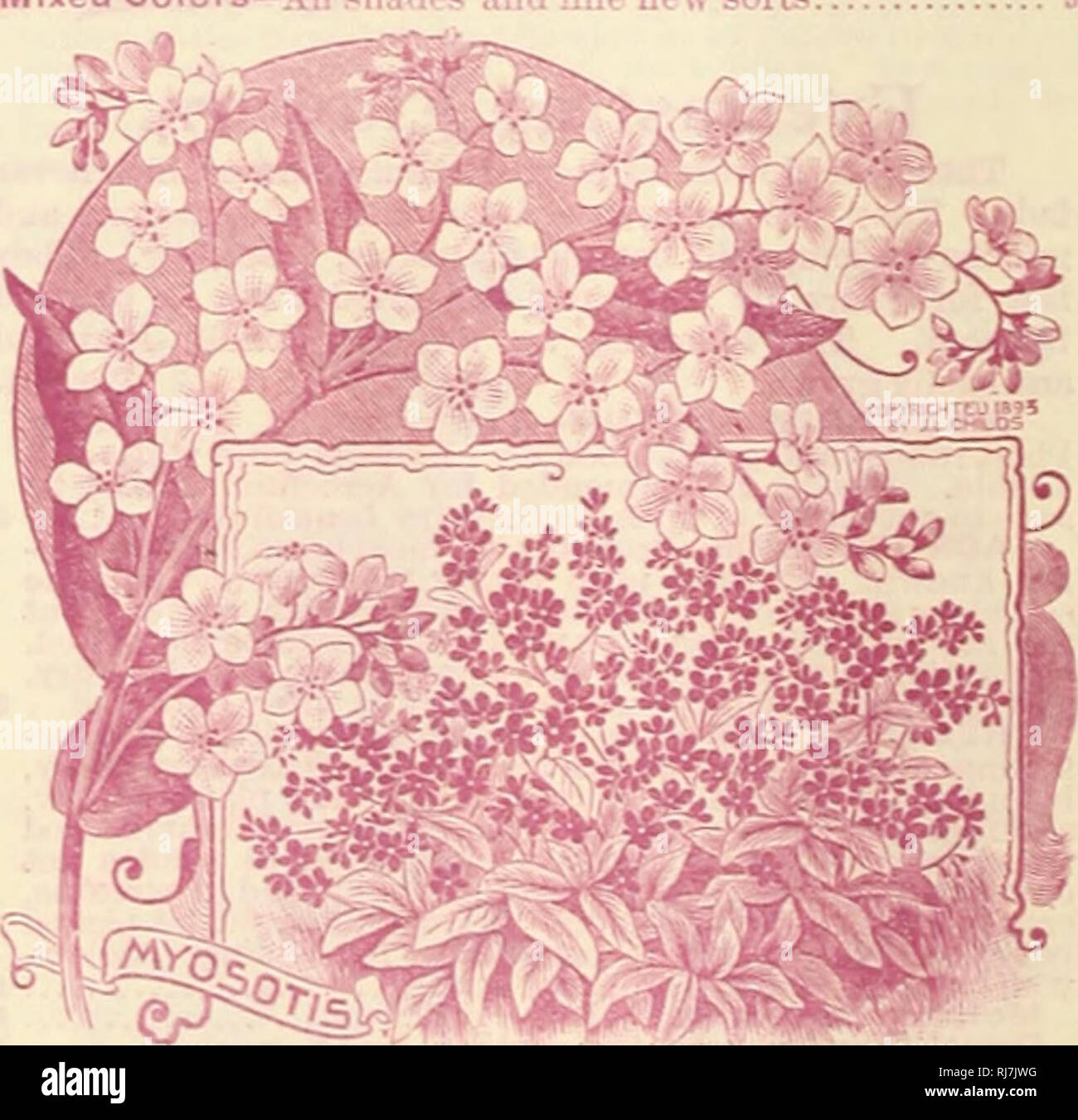 Flor De Manteca De Cerdo Fotos E Imagenes De Stock Alamy Acredite ou não tem uns. https www alamy es childs raras flores hortalizas amp frutas catalogos comerciales de semillas viveros horticultura catalogos semillas flores catalogos catalogos catalogos hortalizas frutales catalogos john lewis childs firme catalogos comerciales viveros horticultura semillas flores hortalizas frutales ail manteca en pcpfcctiop godetia jatin flor una hermosa flor y particularmente util porque crecera en shn puede ser cultivado que el foliag flores abiertas lt cate y lovelj ano y mezclar colores pocos reallv bellas flores sre popular cada rn por pit thfnl ls y 1 pot thougl cult image234967084 html