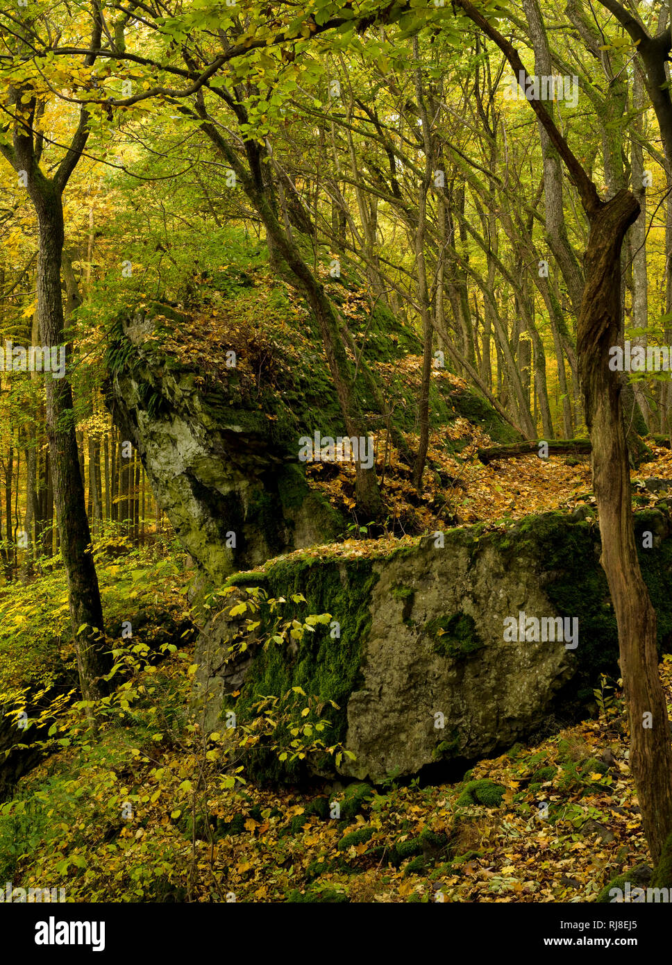 Deutschland, Bayern, Naturpark Bayrische Rhön, UNESCO-Biosphärenreservat Felsformation Teufelskeller, 'AM', Naturschutzgebiet Gangolfsberg Lange Rhön Foto de stock