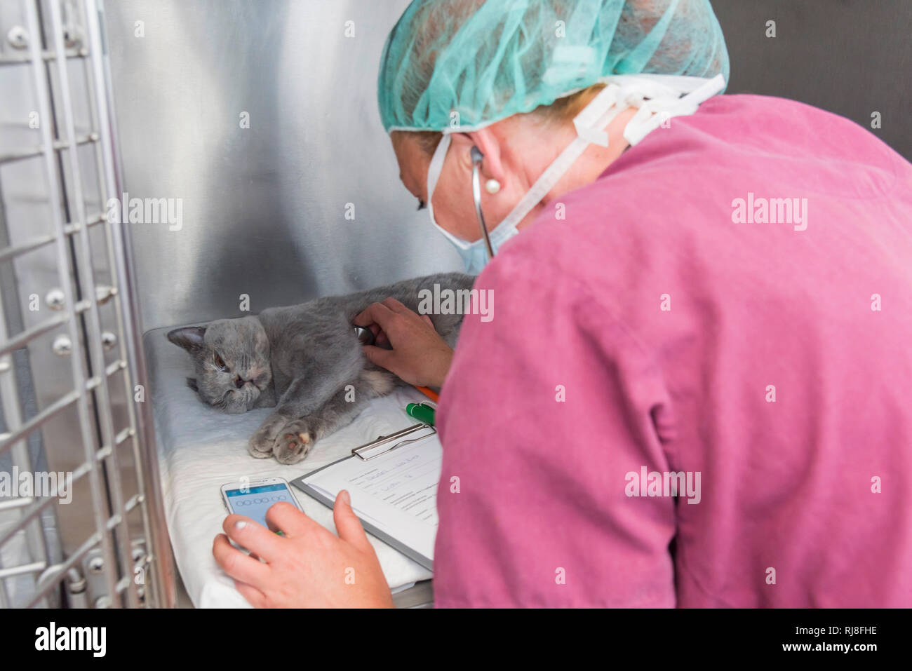 Katze beim Tierarzt im Aufwachbereich Nach einer Operación Assistentin kontrolliert die Herztöne Foto de stock