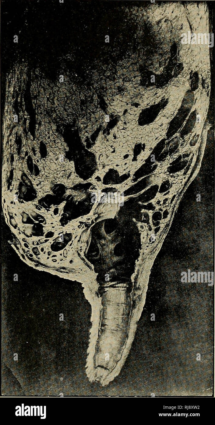 Fabricacion De Quesos Actividades Queseras Secrecion De Leche Op Y Contaminacion 13 22 Momento De La Secrecion Algunas Autoridades Creen Que La Leche Es Secretada En Gran Medida A La Hora