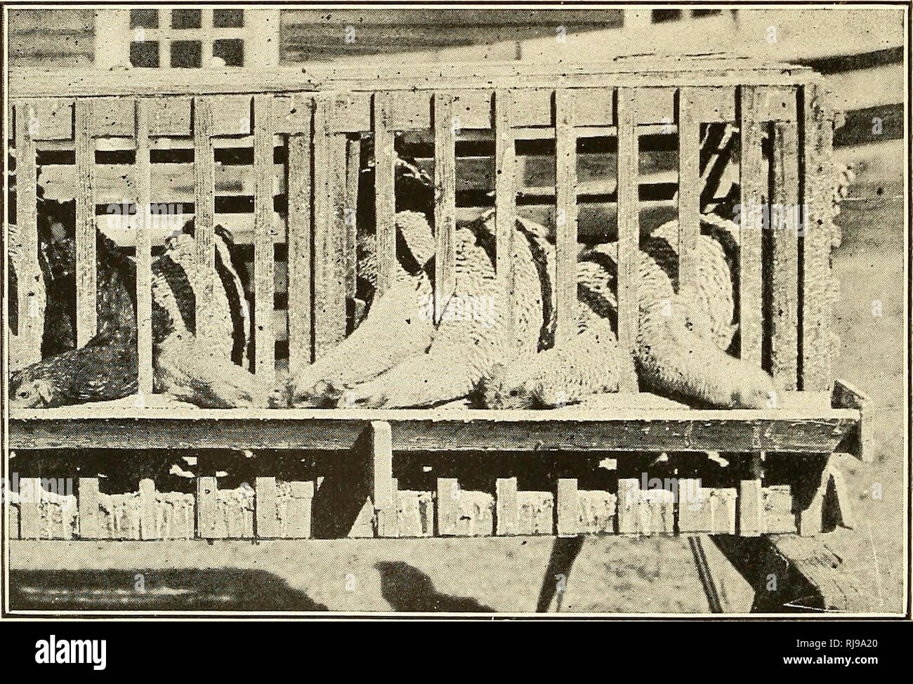 Dinero De Pollo Como Hacer Rentables Las Bandadas De La Granja