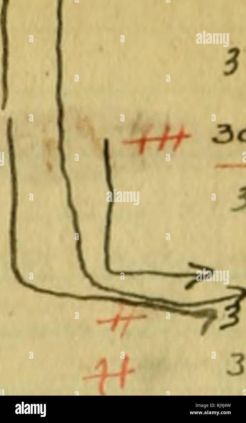 . Lista de comprobación de los lepidópteros de América boreales. Los lepidópteros. cS7 cUr. Sci.tiZh,nus^ ^^6*- r ⢠âI. *  *-Â". i->£Â"^^rV9^^ o "I '^057 cÂ".4uo fc>-^ oh , w. ir6^Â"^^y Eo ycÂ"--^^tv.^^y DCI. Por favor tenga en cuenta que estas imágenes son extraídas de la página escaneada imágenes que podrían haber sido mejoradas digitalmente para mejorar la legibilidad, la coloración y el aspecto de estas ilustraciones pueden no parecerse perfectamente a la obra original. Barnes, William, 1860-1930; McDunnough, James Halliday, 1877-; Benjamin, Foster Hendrickson, 1895-1936. Decatur, Illinois , Herald pulse Foto de stock