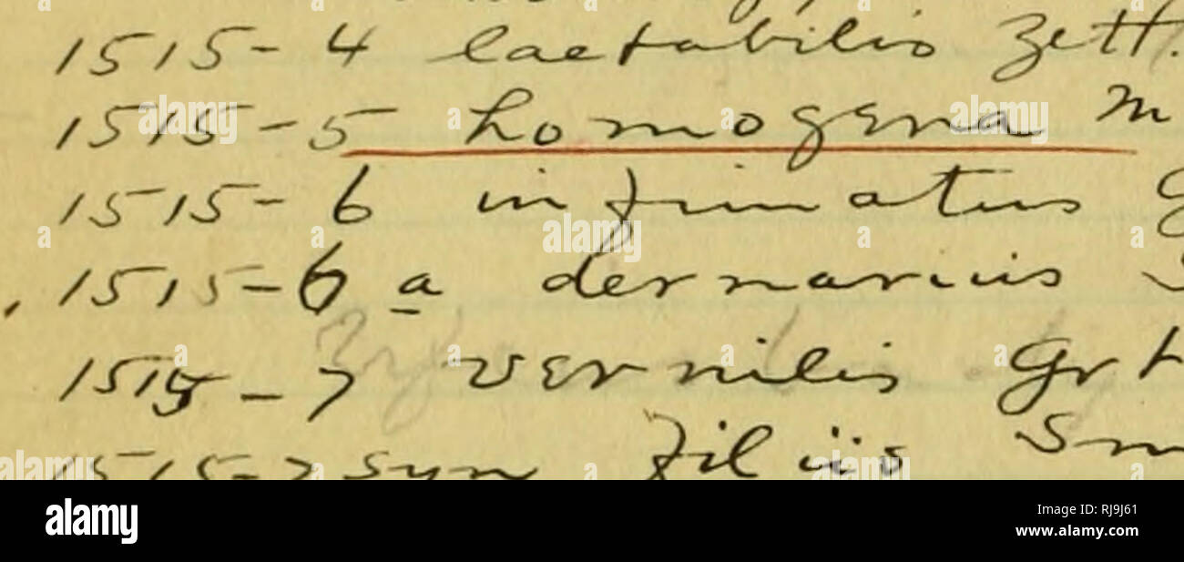 . Lista de comprobación de los lepidópteros de América boreales. Los lepidópteros. /S~~/^^y (P^^^ ^^c '-t c •i-O-M ^/ /7 ^ / / faJUr*utl^^ 7h o^iA- ^f<fS-fJ ,. '^t/r" /^"Sf ^-*-^%/ /6/ i --- ;> -J. -Y v^ ^^ /^T-(p - ( Co->^^-n'T.C~fo-jt^ ^^. (I-f i^^^ Ai-tc. ^. U^<xyiXe//Ct '©^ ,yt^ <5^^ "'i-B ^ vsr _^^/iV_x^ -±/'. Por favor tenga en cuenta que estas imágenes son extraídas de la página escaneada imágenes que podrían haber sido mejoradas digitalmente para mejorar la legibilidad, la coloración y el aspecto de estas ilustraciones pueden no parecerse perfectamente a la obra original. Barnes, William, 1860-1930; McDunnough, James Hall Foto de stock