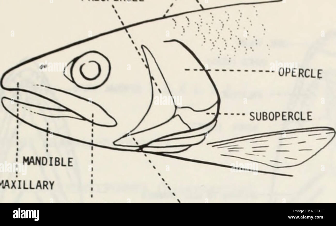 Lista De Los Peces De Agua Dulce De Canada Con Claves Para La
