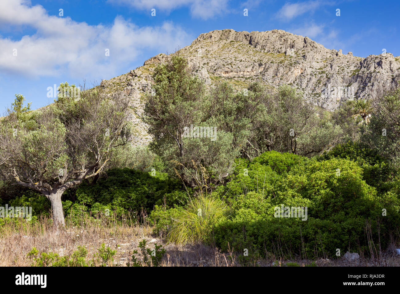 Vall de BÃ³quer valle, cerca de Puerto de Pollenca, costa norte de la isla de Mallorca, el Mar Mediterráneo, España, sur de Europa Foto de stock
