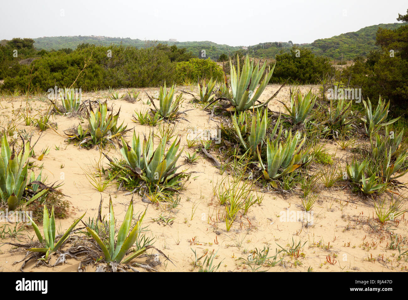 El Agave en dunas de arena en Grecia Foto de stock