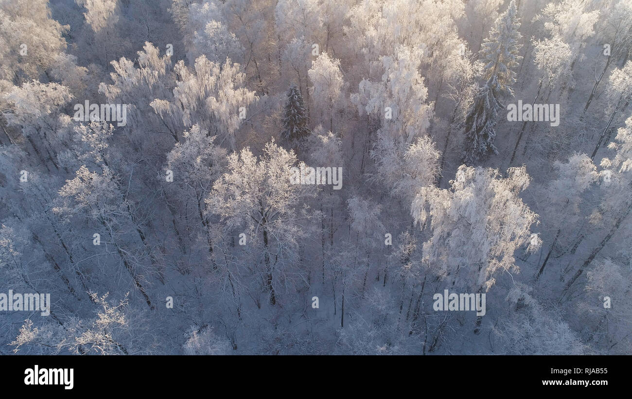 Vista aérea del paisaje invernal bosque cubierto de nieve, escarcha. Ramas congelado con escarcha en invierno bosque en día soleado Foto de stock