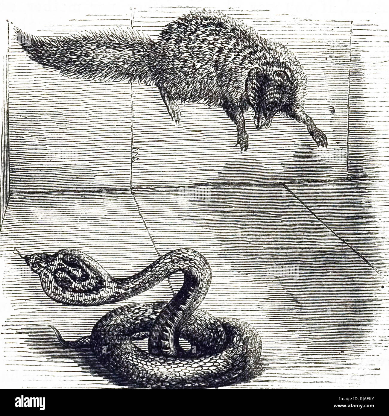 Un grabado representando una pelea entre un cobra y una mangosta. Fecha