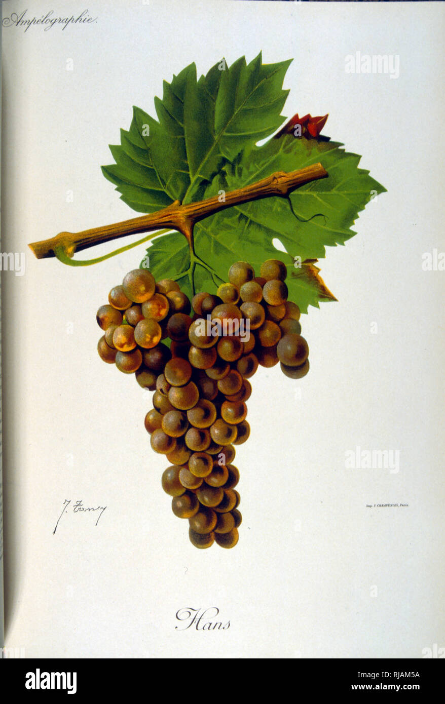 Ilustración pintada de uvas procedentes de una viticultura manual (Francés), 1905 Foto de stock