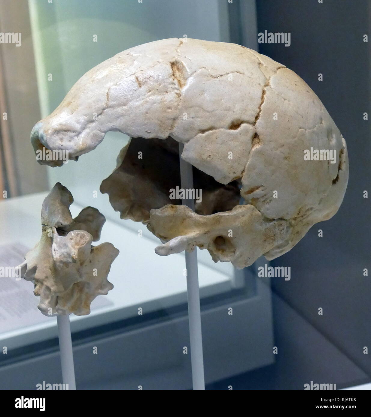 En 1976, un cráneo de homínido fósil fue recuperado de la Ngaloba camas en Laetoli, en el norte de Tanzania; el descubrimiento de este cráneo es de gran interés e importancia debido a su presunta muy considerable antigüedad y su gran anatómicamente moderno morfología. El descubrimiento tiene importantes implicaciones para la antigüedad y el origen del moderno Homo sapiens, un tema de interés de larga data y que ha adquirido renovada atención recientemente. Foto de stock