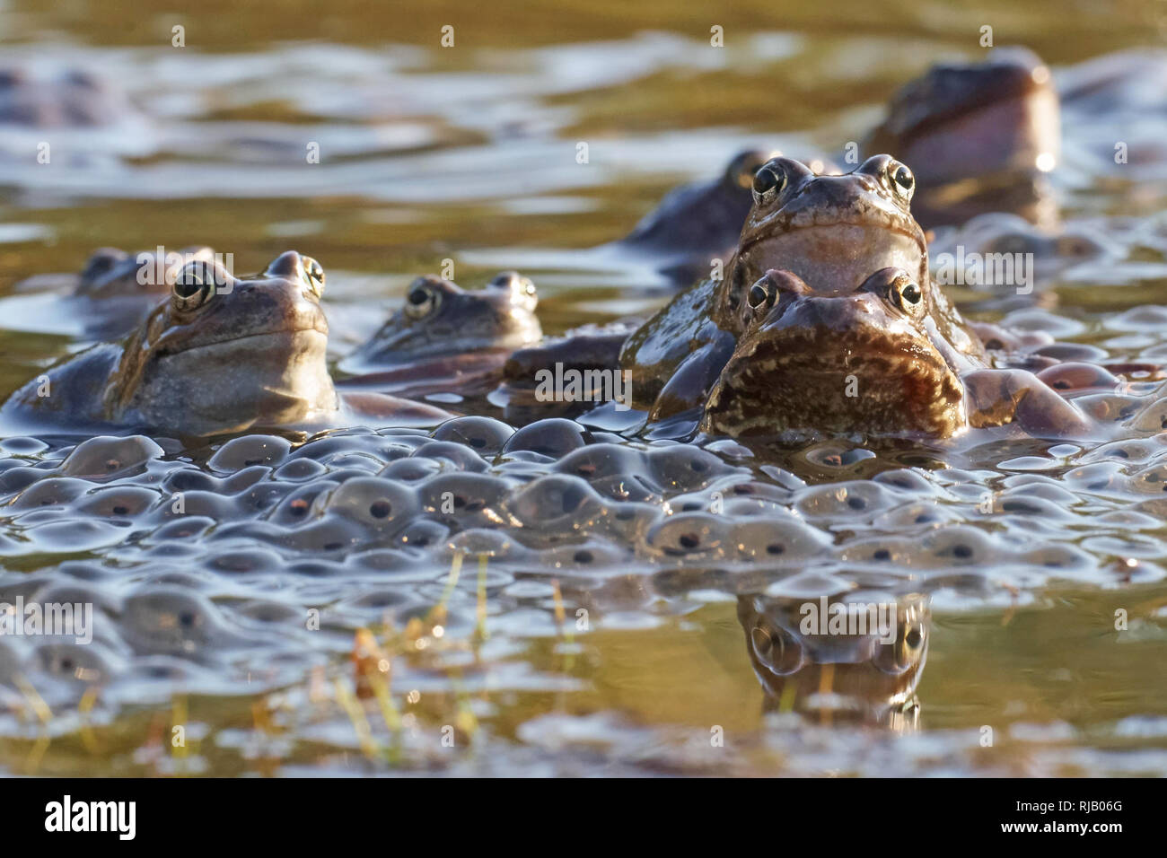 La época de desove, rana Foto de stock