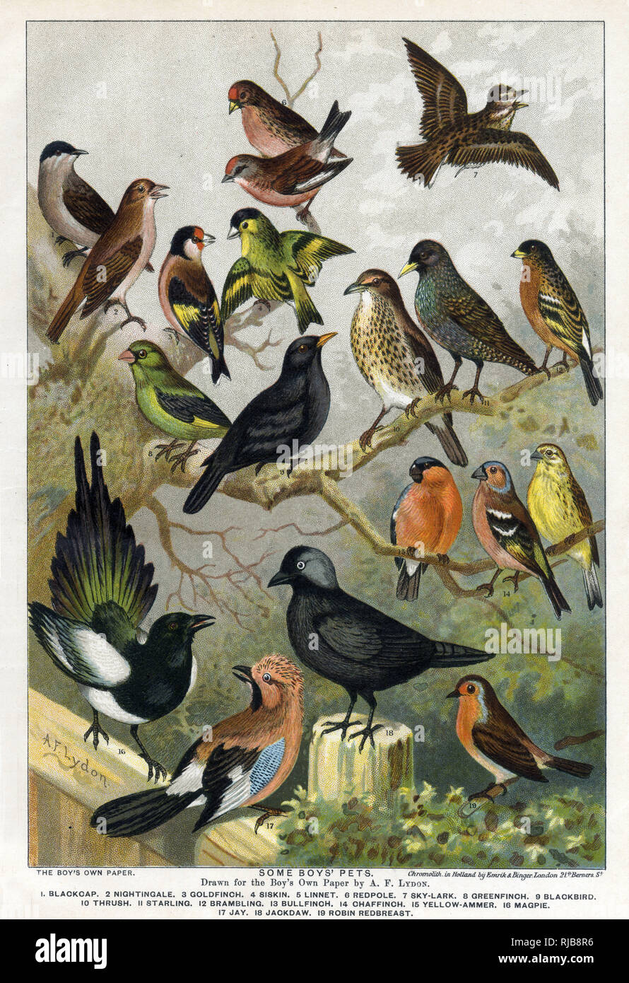 Una selección de aves, dibujado por A. F. Lydon para el papel de los propios niños. Las aves representadas incluyen: 1. Curruca Capirotada; 2. Nightingale; 3. Jilguero; 4. Siskin; 5. Linnet; 6. Redpole; 7. Skylark; 8. Verderón; 9. Blackbird; 10. La Candidiasis; 11. Starling; 12. Brambling; 13. Bullfinch; 14. Pinzón; 15. Amarillo-martillo; 16. Urraca; 17. Jay; 18. Jackdaw; 19. Robin redbreast. Foto de stock