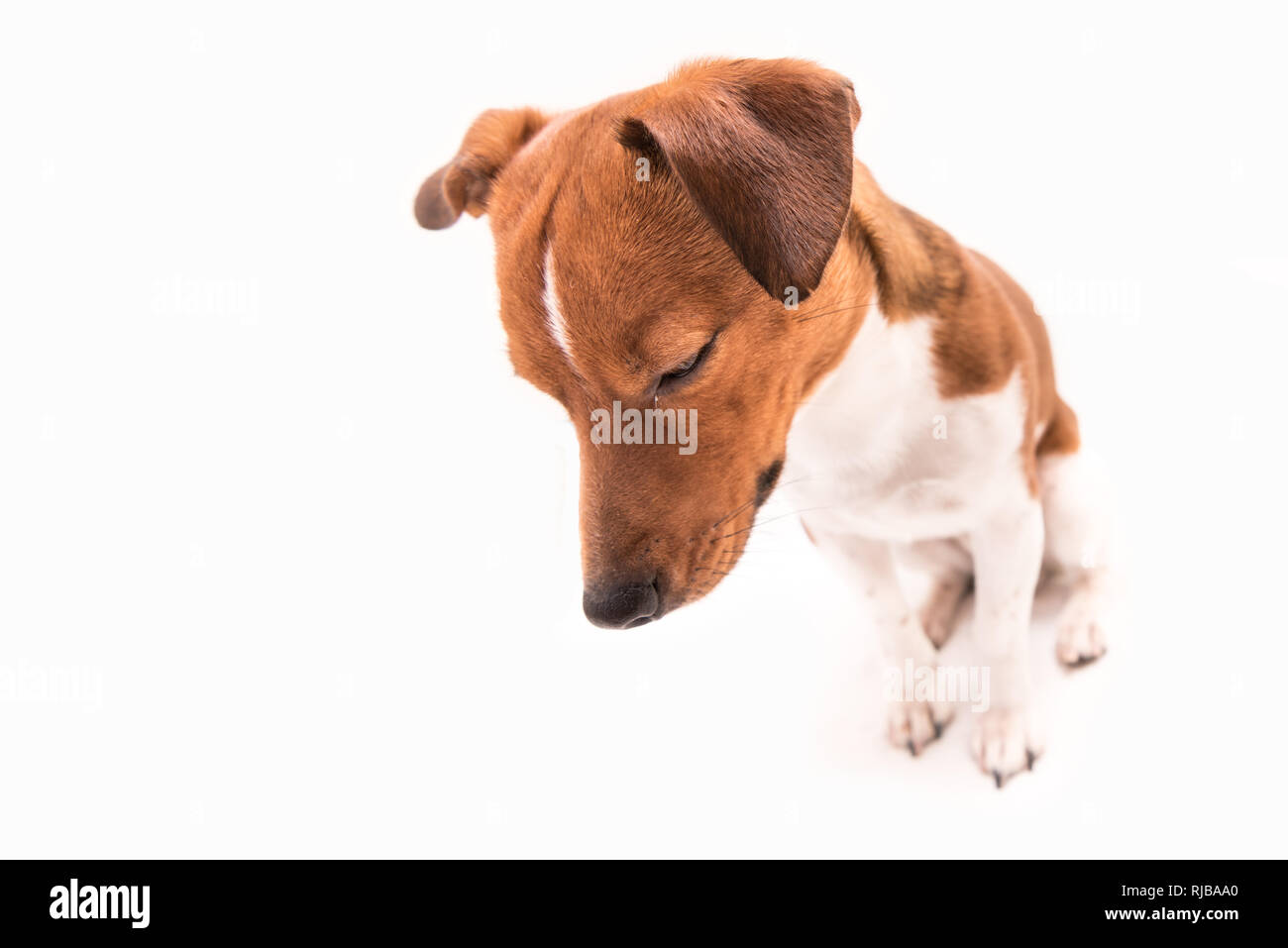 Triste perro mirando hacia abajo - little Jack Russell terrier macho - peinado liso Foto de stock