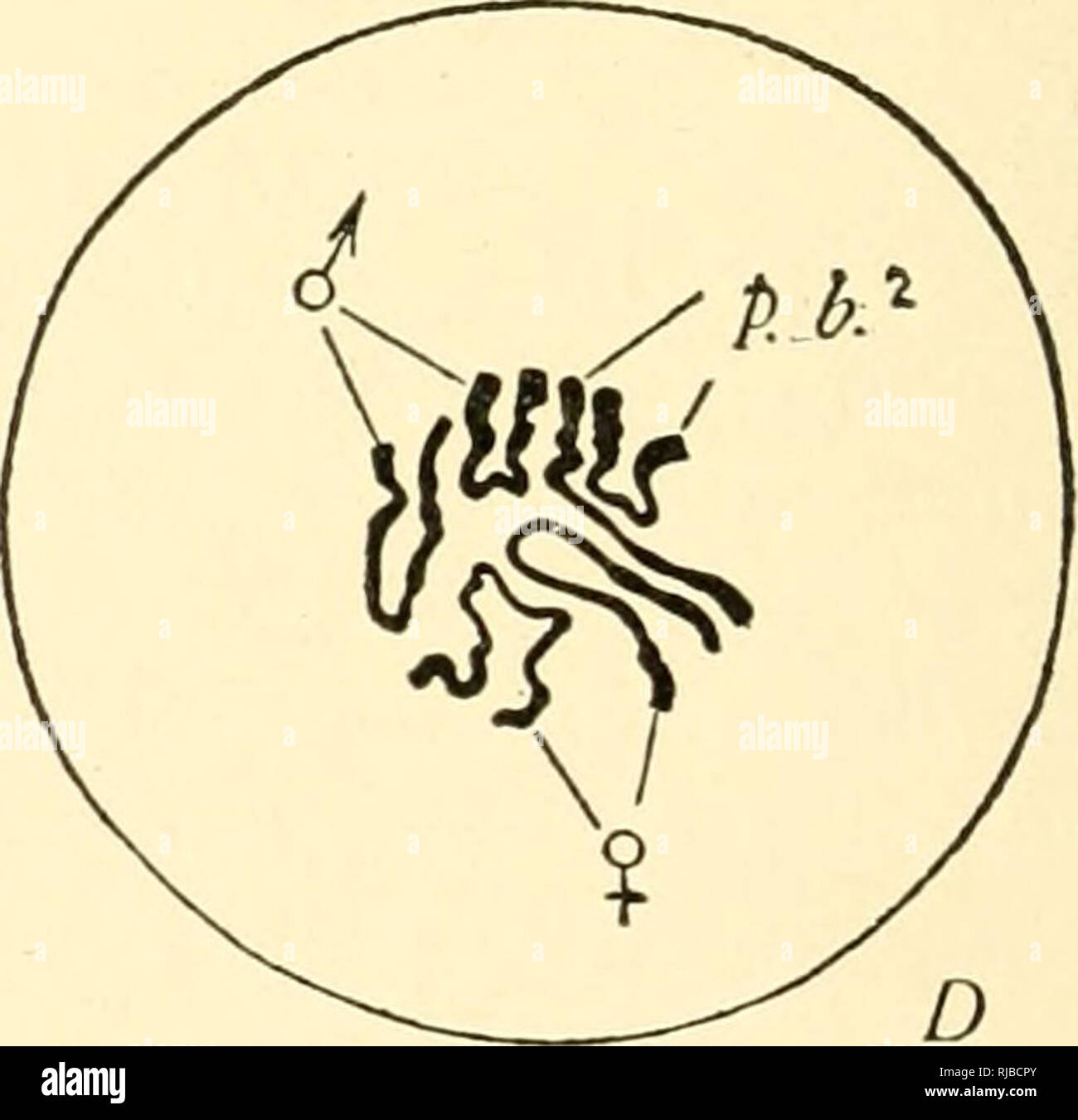 La celda en el desarrollo y la herencia. Las células. Fig. 103. - Pruebas de la individualidad de los cromosomas. .Anormalidades en los fertiliza- ción de Ascaru. [BOVERI.] A. Los dos