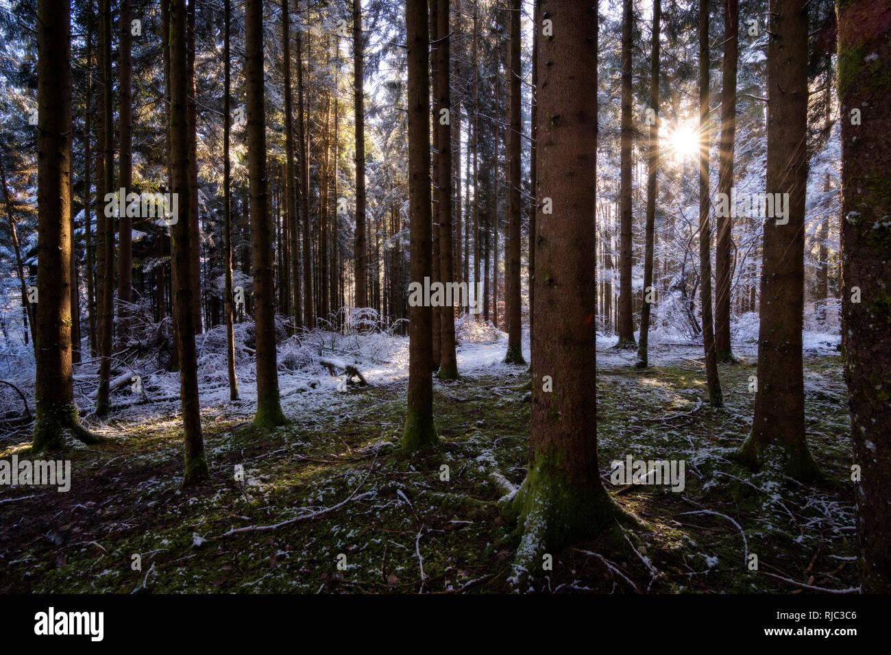 Sunburst a través de los árboles, Alpes franceses, Francia Foto de stock