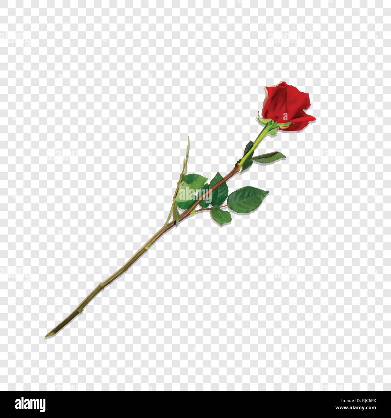 Ilustración vectorial de calidad fotográfica, sumamente detallada de flor  rosa roja aislado sobre fondo transparente. Hermoso capullo de rosa roja de  tallo largo Imagen Vector de stock - Alamy
