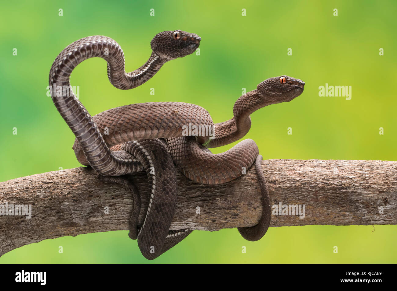 Dos serpientes entrelazadas en una rama, Indonesia Foto de stock