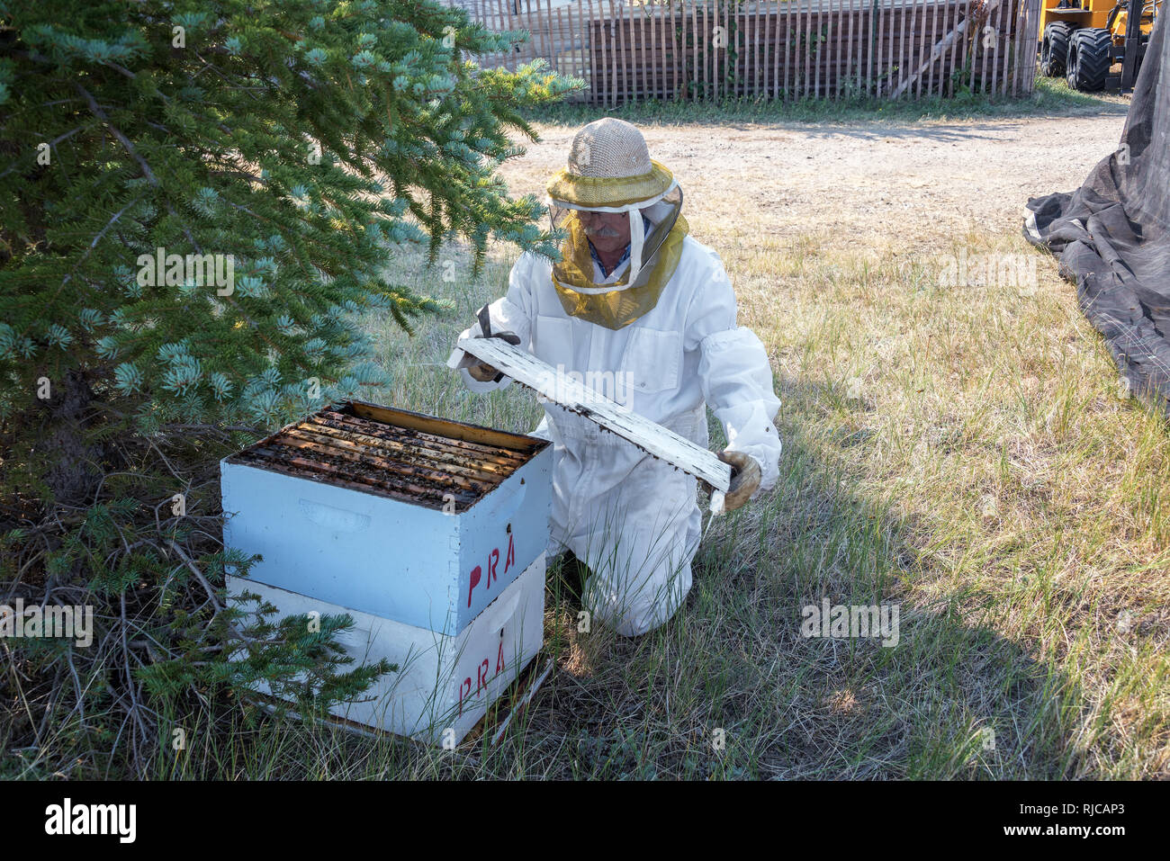 El apicultor la apertura de una colmena de abejas en Buffalo, Wyoming Foto de stock