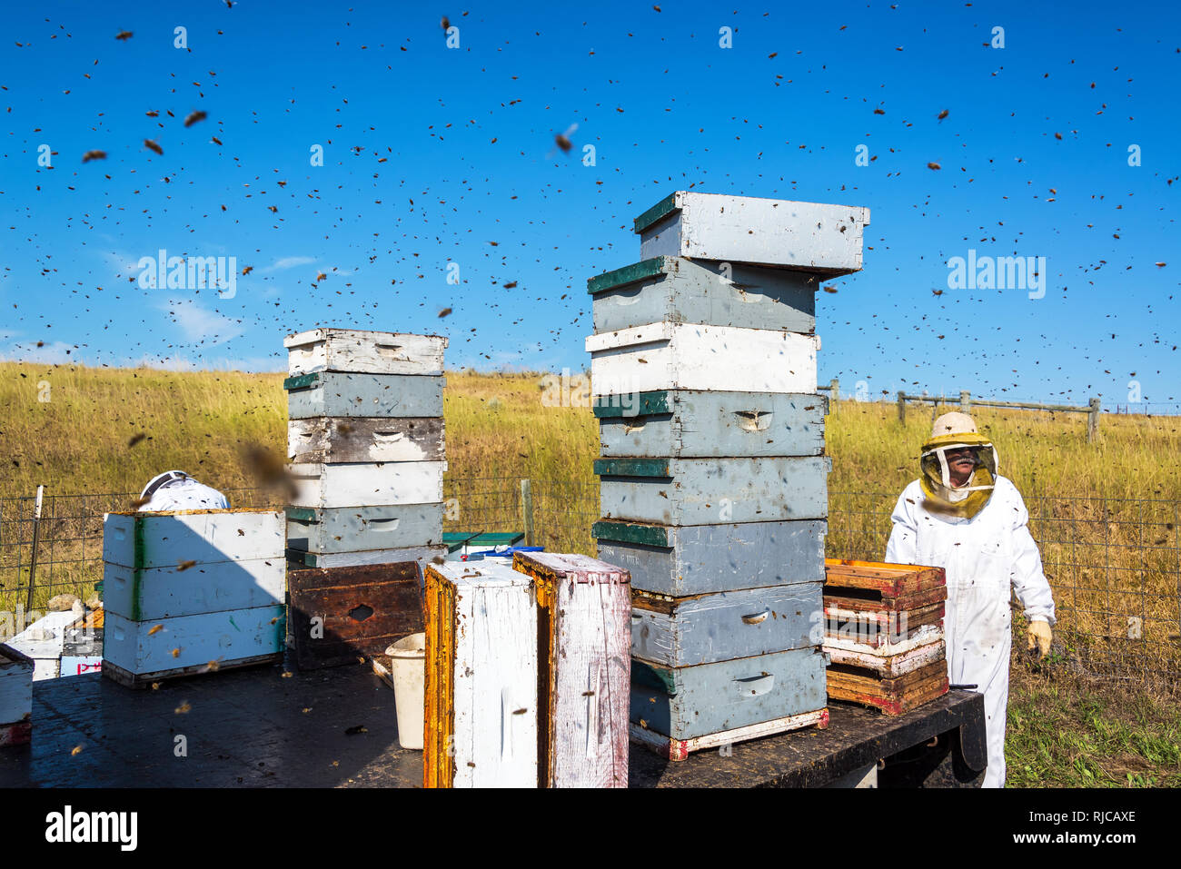 Traje de apicultor Imágenes recortadas de stock - Alamy