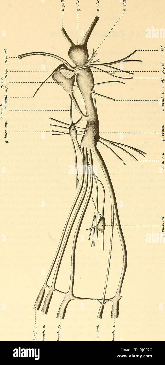 El Cephalopoda Cephalopoda 23 5 A Una Ho 8 C U Do 1 Z C U W3 Ctl A Ci Gt S U U C Amp Cfl U M