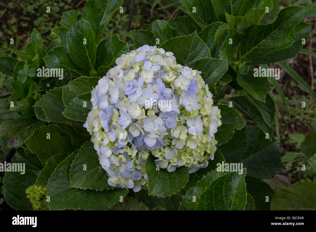 Planta de flor de hortensia fotografías e imágenes de alta resolución -  Alamy