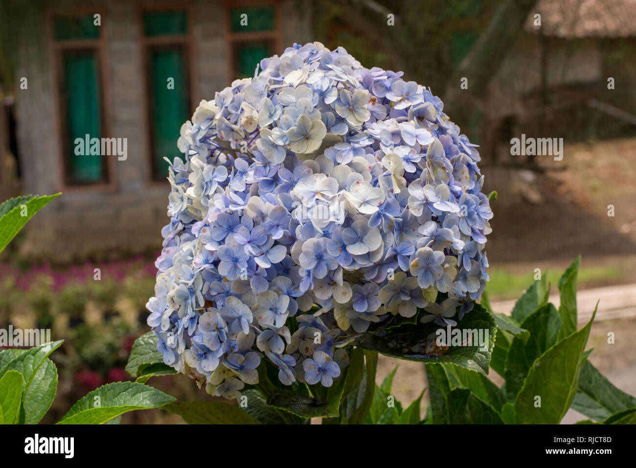 Camas de hortensias fotografías e imágenes de alta resolución - Página 2 -  Alamy