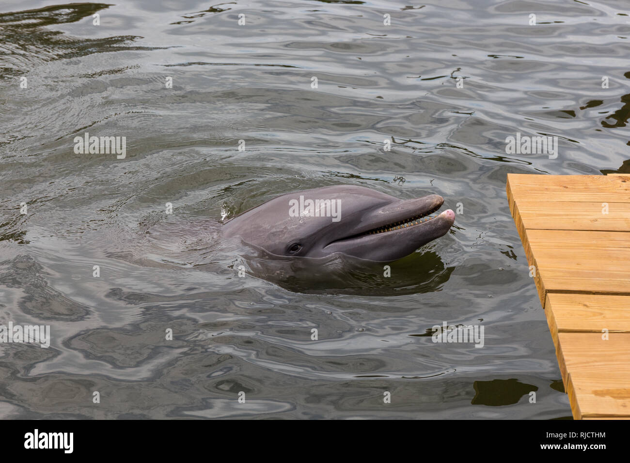 Delfines en Dolphin Research Center, Los Cayos de Florida (Florida, Estados Unidos Foto de stock