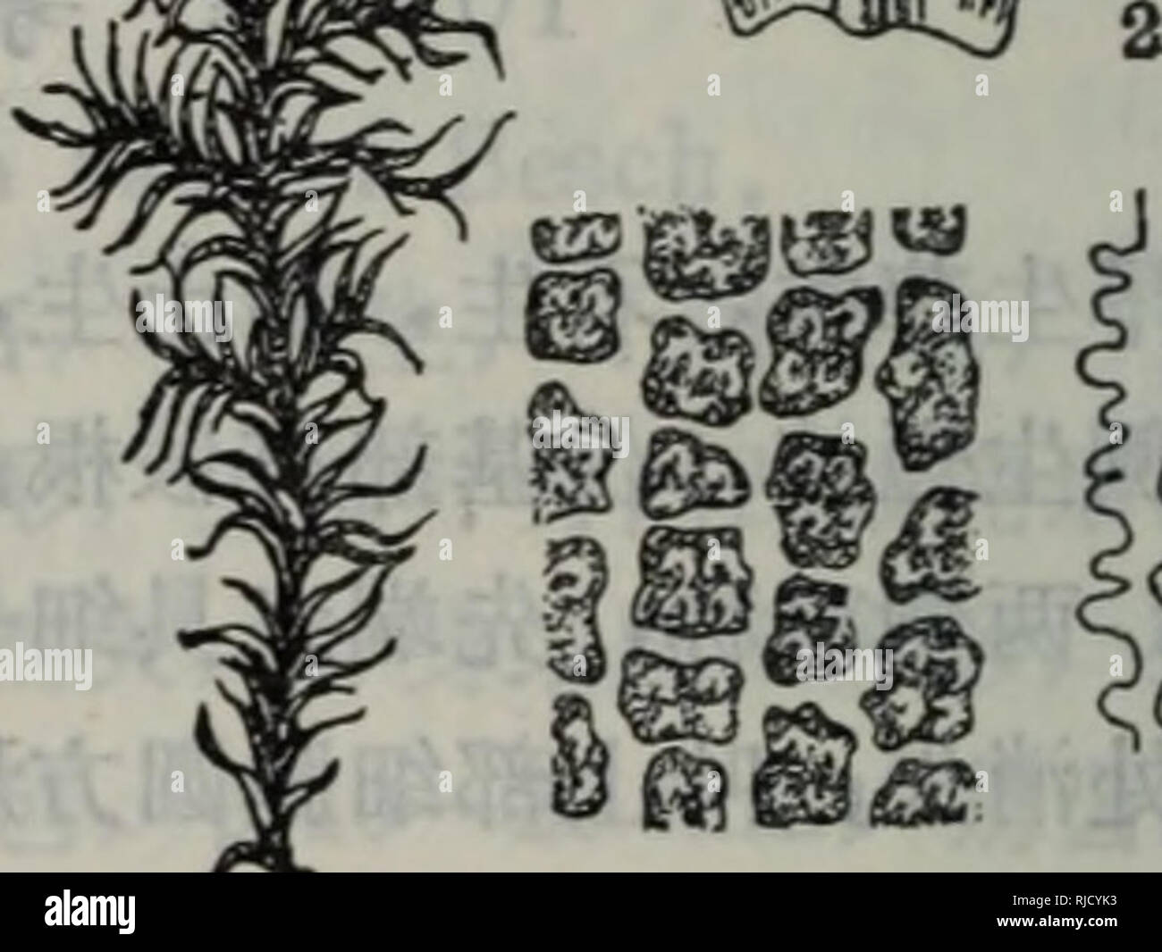 Chang Jiang San Jiao Zhou Ji Lin Jin Di Qu Bao Zi Zhi Wu Zhi E Ae A E Ae Ae E A Aºa A Ae C C A Botanica A A35 Ae A C C Egrimmia Pilifera 1 Ae C C A I X3 2 A I X24 5 3 A A I X116 4 A C Ei X 464a 5 A A C Ae ªae I X 232 A 17a36 C