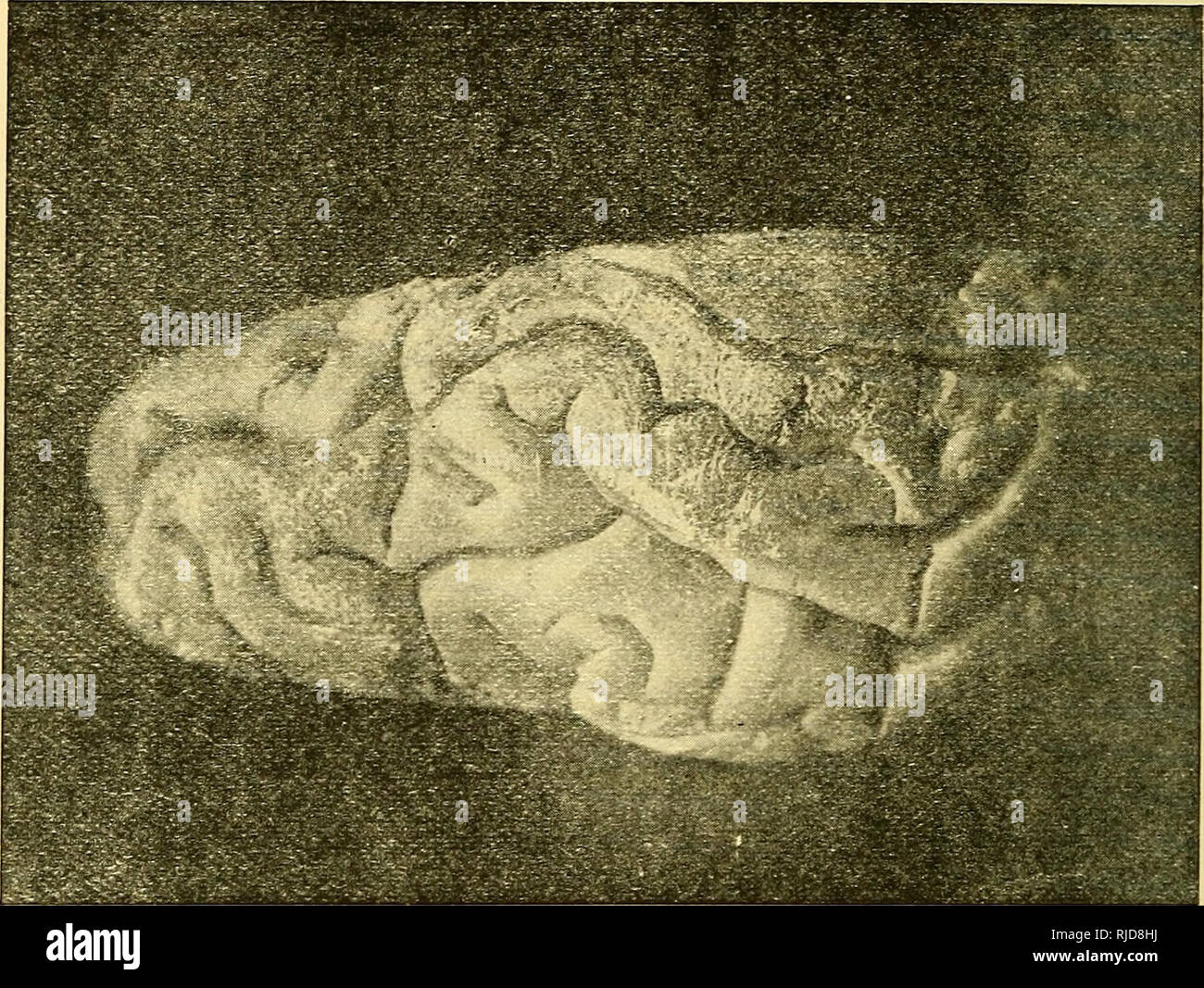 Ciencia cerebral : estudios en psicología anatómica : un libro para  artistas, médicos y profesores. Cerebro; cerebro; Fisiología, comparativos.  42 LA CIENCIA CEREBRAL lobos romano-todos los romanos seguidos el lobo la