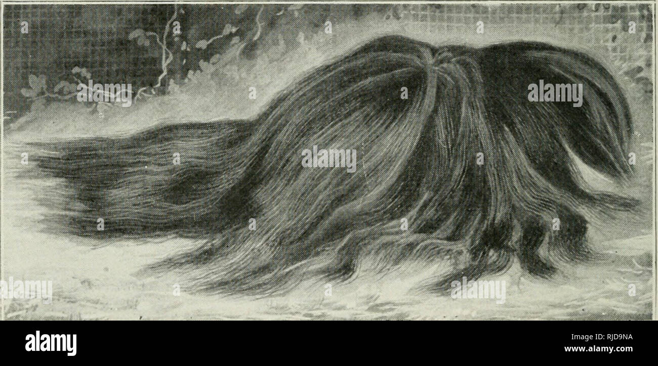 Cavies Para Placer Y Beneficio Los Conejillos De Indias Para El Placer Y Beneficio Cavies Sinians