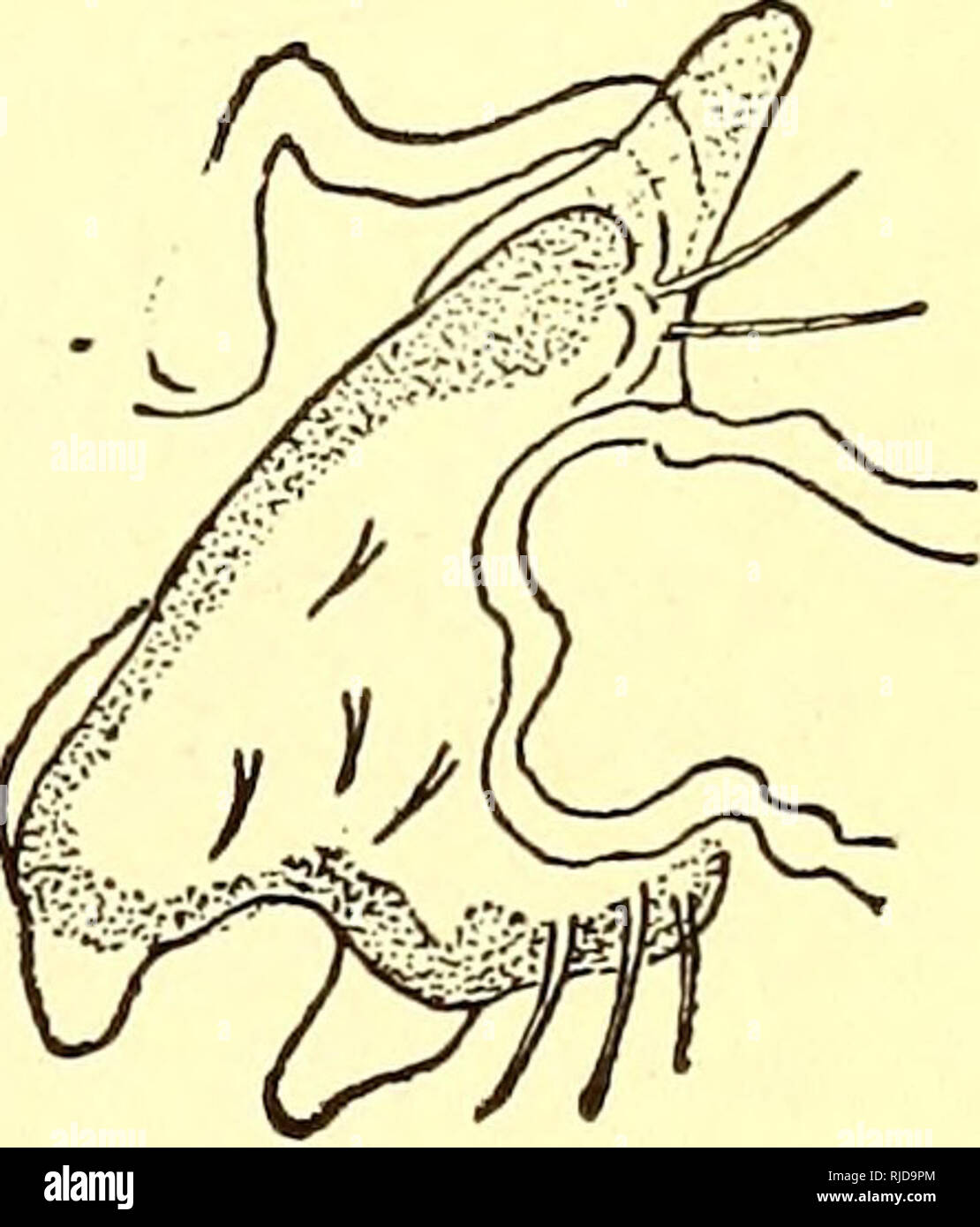 Las Garrapatas De Ganado Ixodoidea De Los Estados Unidos Ixodidae Garrapatas 17Âº Informe Anual 445 C Seis Filas De Denticles Sobre Hypostome Rhipicephalus Annulatus Var Desde Buenos Aires Neumann 1897 Pag