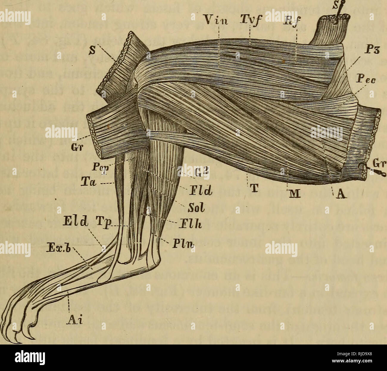 El Gato Una Introduccion Al Estudio De Backboned Animales Especialmente Mamiferos Gatos Anatomia Comparativa Chap Tee V J Gatos Musculos 157 Estos Tres Musculos Doblar La Pelvis O El Muslo Al