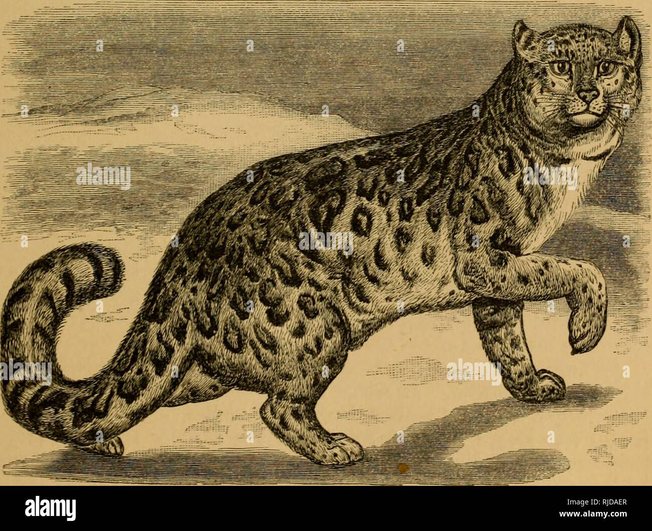 El gato; una introducción al estudio de backboned animales, especialmente mamíferos. Gatos; Anatomía Comparativa. Fig. áneo de Leopard {F. ;;?'CZctZis) (4.) La onza (Feiis iincia). Esta es una especie muy interesante, El gato; una introducción al estudio de backboned animales, especialmente mamíferos. Gatos; Anatomía Comparativa. Fig. áneo de Leopard {F. ;;?'CZctZis) (4.) La onza (Feiis iincia). Esta es una especie muy interesante,