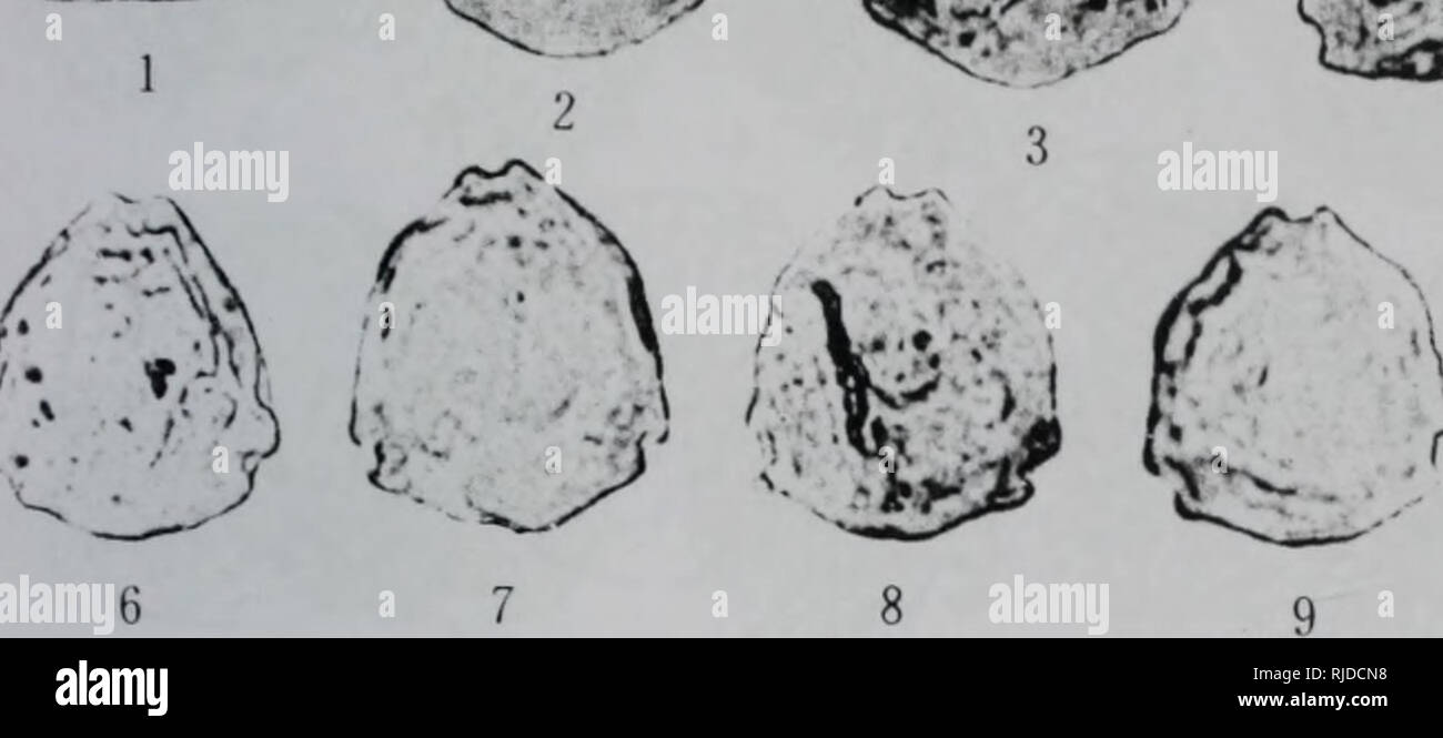 Ai Pluma Fotos E Imagenes De Stock Pagina 5 Alamy