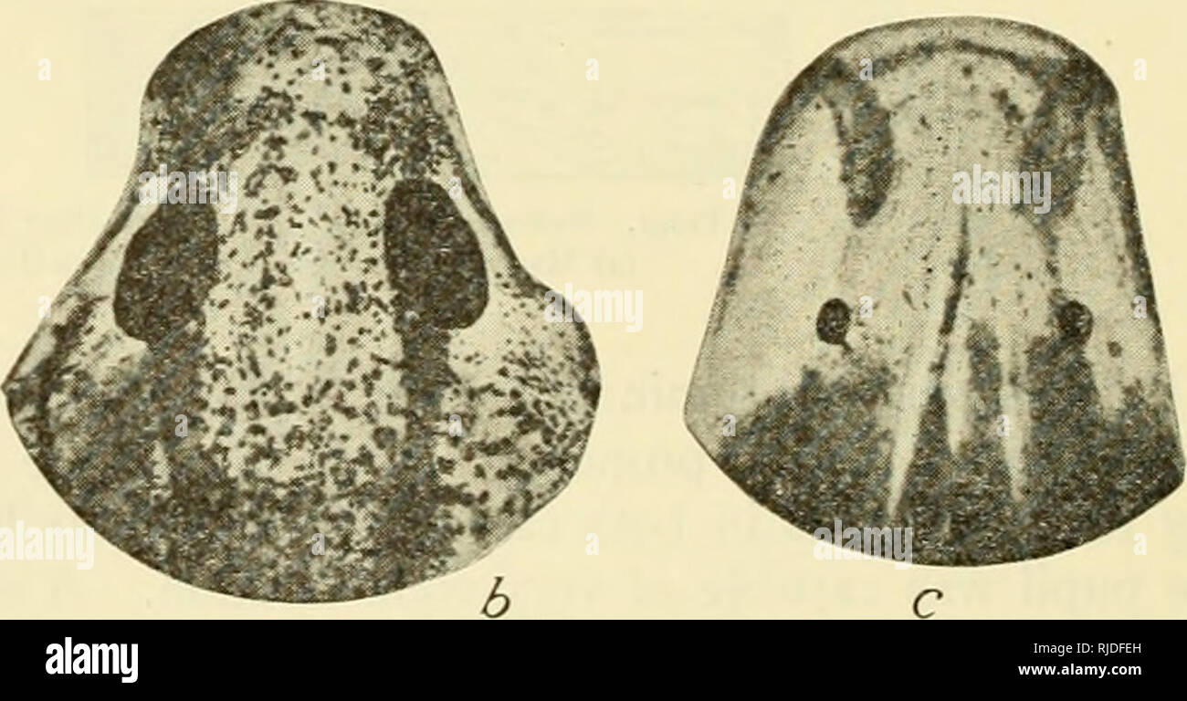 . Cueva de los vertebrados de América; un estudio de la evolución degenerativa. Cueva de animales; Heteropygii. Fig. 3. (A) Jefe de Spelerpes maculioiuda, 54 mm. de largo. (6) Jefe de TypMotrilon spelaus, 54 mm. de longitud, (c) Jefe de TyplUomolgc rathbuni, 47,5 mm de largo. Rockhouse cueva, y pequeñas cuevas en el mismo barrio en el suroeste de Missouri. Se encuentra bajo las rocas dentro y fuera del agua. Esta es la forma más interesante, ya que es mucho más animal que Spclerpes cueva típica, pero aún no ha alcanzado la condición de Typhlomolge degenerados. Sus ojos son aparentemente normales en la larva, pero en el Foto de stock