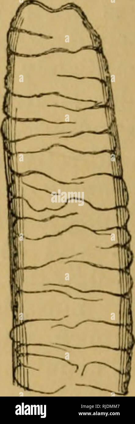 . El gato; una introducción al estudio de backboned animales, especialmente mamíferos. Gatos; Anatomía Comparativa. em.. B im. V e fi". s-i-vellosidades intestinales. A. Sección throtigli el intestino delgado, mostrando la nnnirrnns vellosidades, con sus oritici's •lirccteil hacia tln' eavity central. B. Un único, vellosidades grratly niai^'uified. C. Sección de la pared del intestino, y de unas cuantas menos niagnilied vellosidades de la Fig. B. P. Eiiithclinni. em. Capa iiiusfular externo. im. Inti'riial capa muscular. p. inversión peritoneal. V. Los buques witliin una vellosidad. i nfcfitiiio, y es mucho más largo, aunque Foto de stock