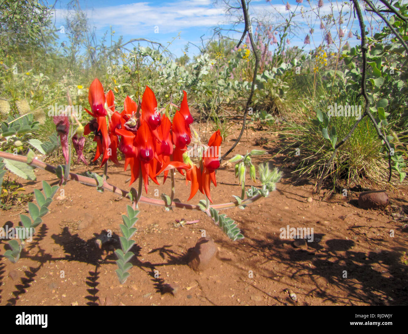 Este Swainsona Formosa tiene un centro rojo en lugar del negro habitual. Crecen en los meses secos de invierno (junio-agosto) en la remota región de Pilbara Foto de stock