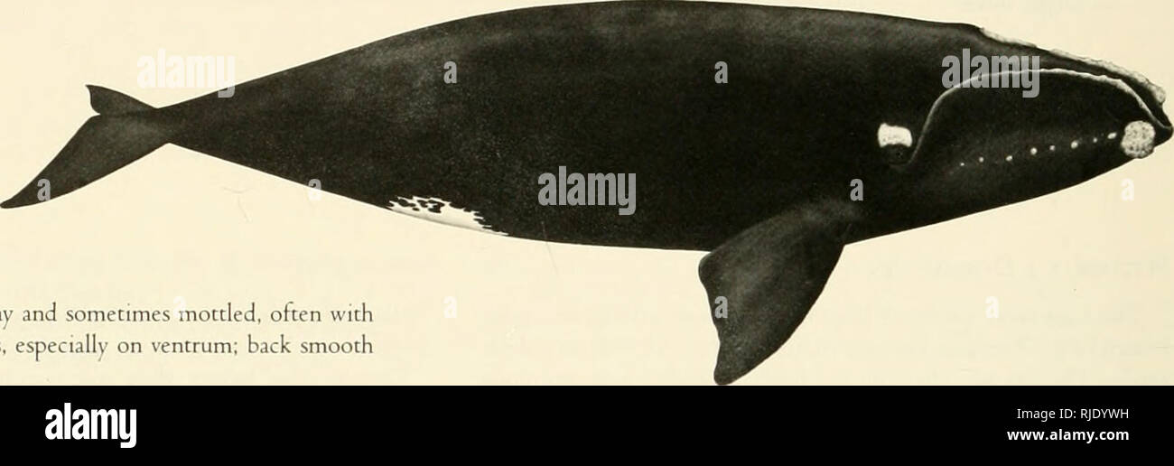 . Los cetáceos de las Islas del Canal National Marine Sanctuary. Cetacea; mamíferos. Cuerpo para i6 m de largo. Cuerpo suave y espalda oscura; finless. Barbilla y vientre blanco con frecuencia. Jefe carece de callosidades. Barbas gris oscuro con franjas grises, a 4 m o más. Upperjaw abovedados y labio inferior fuertemente inclinada. Dos aventadores claramente separadas; proyectos de soplado hacia arriba en forma de V amplia. Distribución restringida a las aguas del Ártico. Stock de cola anillada frecuentemente con blanco o gris. Chiripas todos oscuros, ya planteado en las inmersiones. BowHE.^D Ballena tnyslicetus BaLcna (P). Cuerpo de 16 m de largo. Cuerpo de color gris oscuro a claro y a veces moteadas, ofte Foto de stock