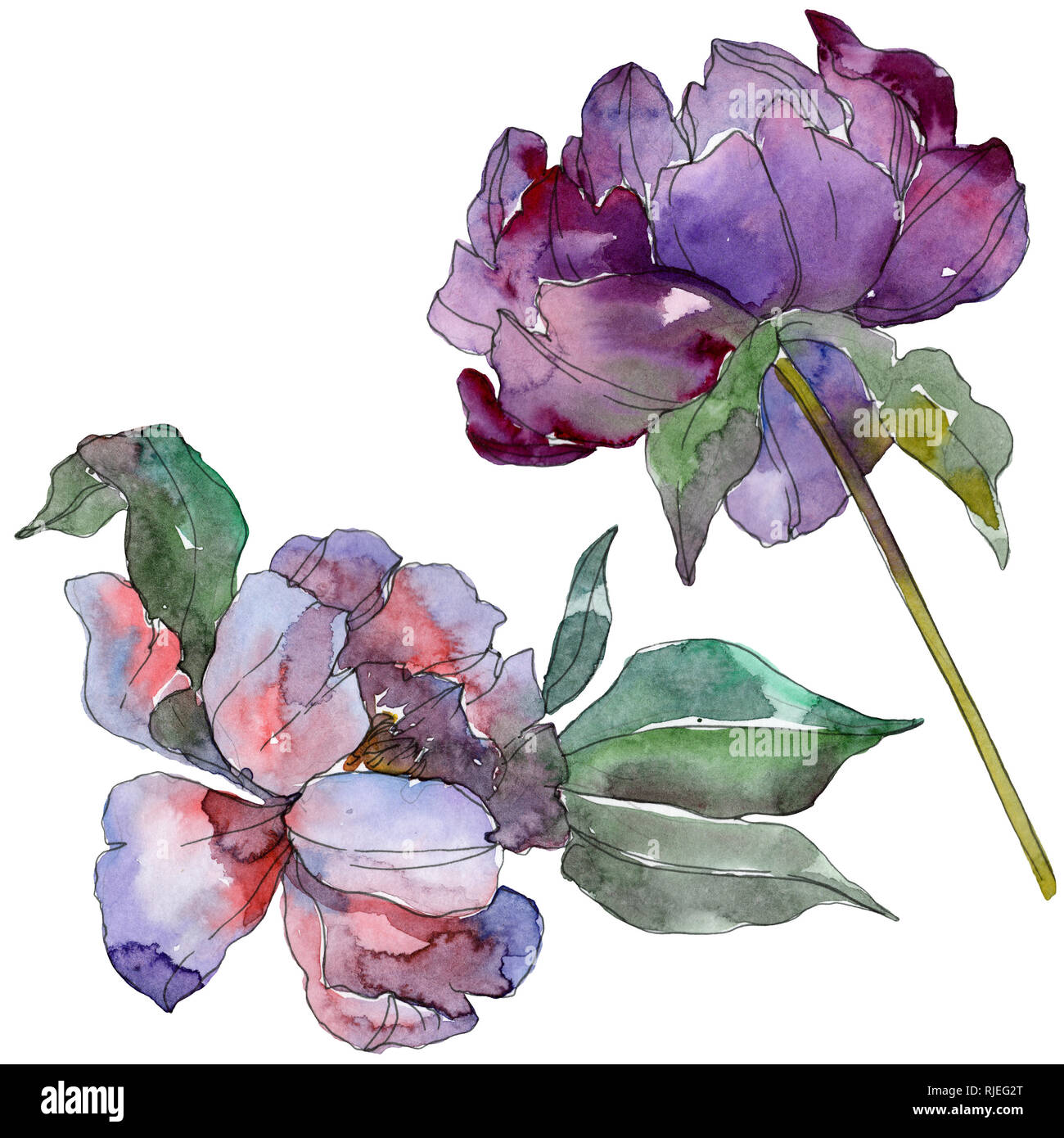 Acuarela botánica fotografías e imágenes de alta resolución - Alamy