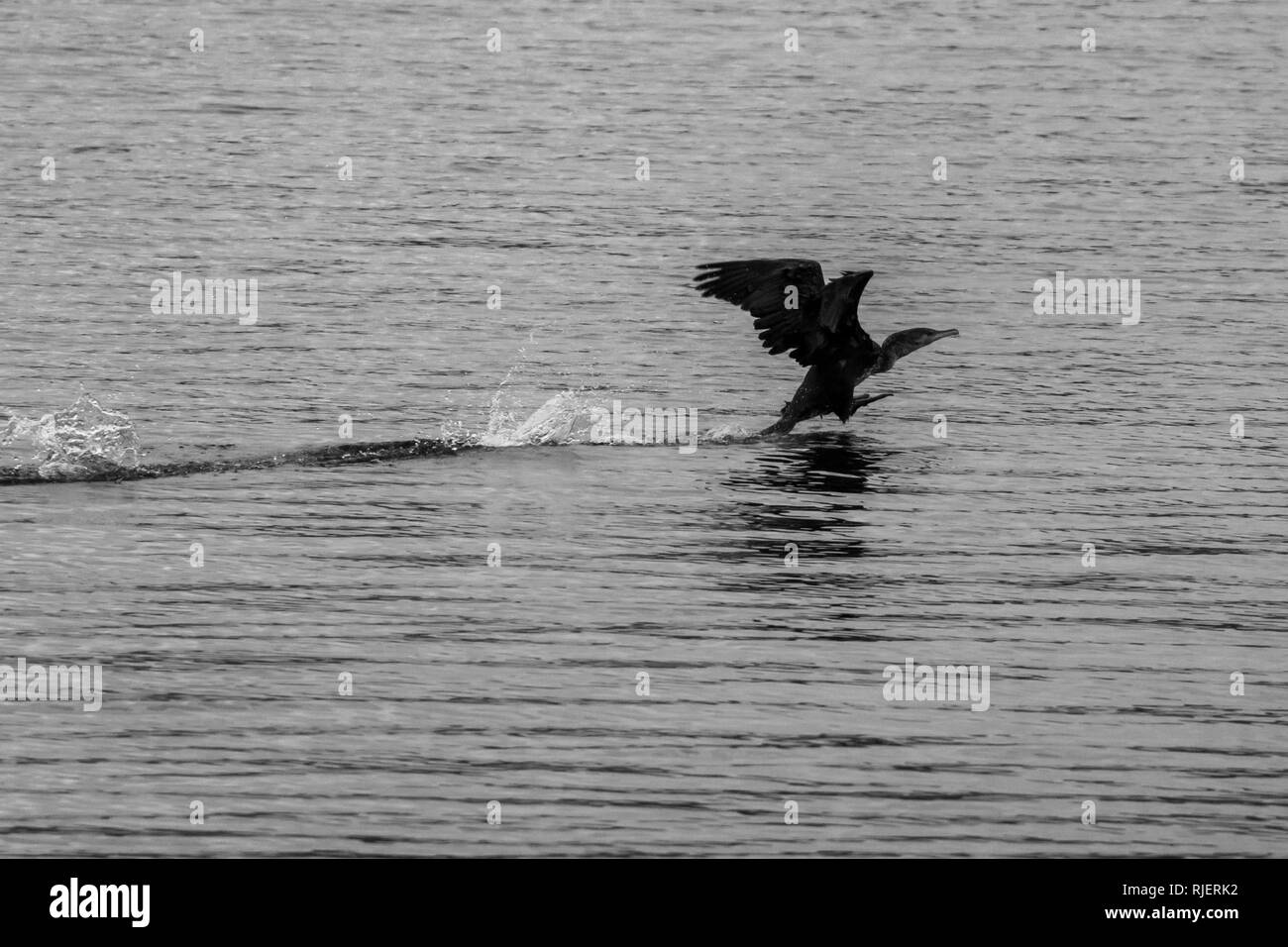 Increíble negro grande cormorán grande pájaro está despegando el agua del lago en Dospat, Sur de Bulgaria. Moody fría tarde de otoño. Enfoque superficial selectiva de alta velocidad, fotografía en blanco y negro Foto de stock