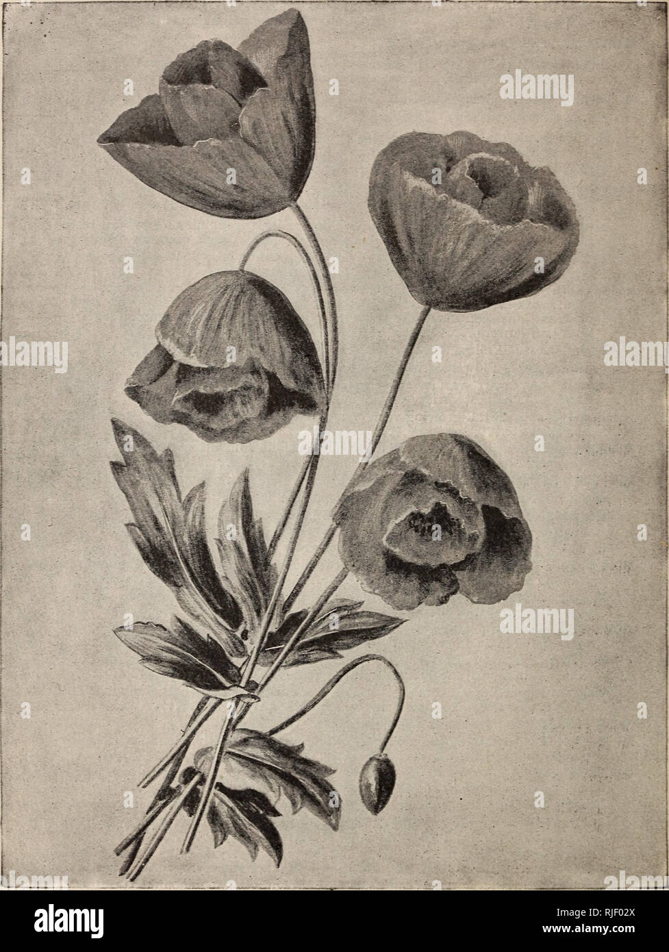 . Catálogo de vegetales y semillas y bulbos de flores para la siembra en la primavera de 1894. Los catálogos de semillas de hortalizas, flores de catálogos de semillas; las bombillas (Plantas) Catálogos; Plantas ornamentales, catálogos de equipos y suministros de jardinería; catálogos; catálogos comerciales de Nueva Jersey. Tulip amapola. (Papaver glaucum.) (consulte la página 73). Por favor tenga en cuenta que estas imágenes son extraídas de la página escaneada imágenes que podrían haber sido mejoradas digitalmente para mejorar la legibilidad, la coloración y el aspecto de estas ilustraciones pueden no parecerse perfectamente a la obra original. La lanzadora &Amp; Manda; Pitcher, James R; Manda, W. Un; Estados Unidos Nurseri Foto de stock