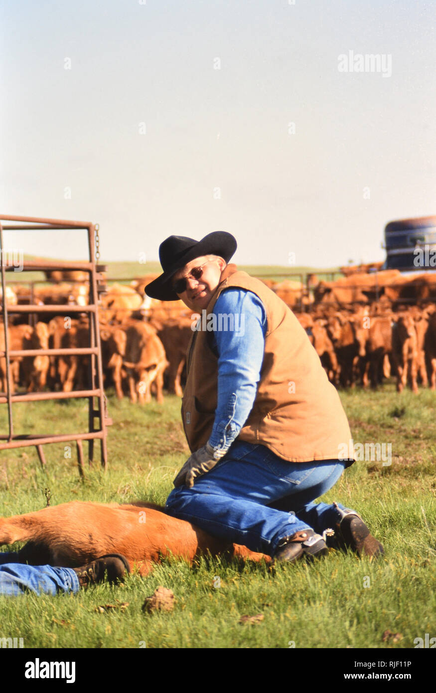 Vaqueros en un de Nebraska mantienes pulsado un ternero durante la anual de primavera branding ca. 1999-2001 Fotografía de stock -