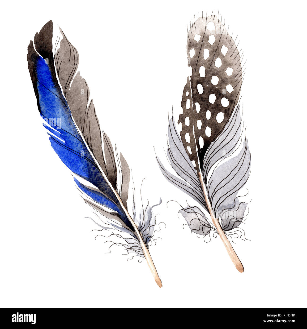 Acuarela azul y negro de plumas de aves de ala aislados. Aquarelle pluma  para el fondo. Dibujo de acuarela de la moda. Plumas illustrati aislado  Fotografía de stock - Alamy