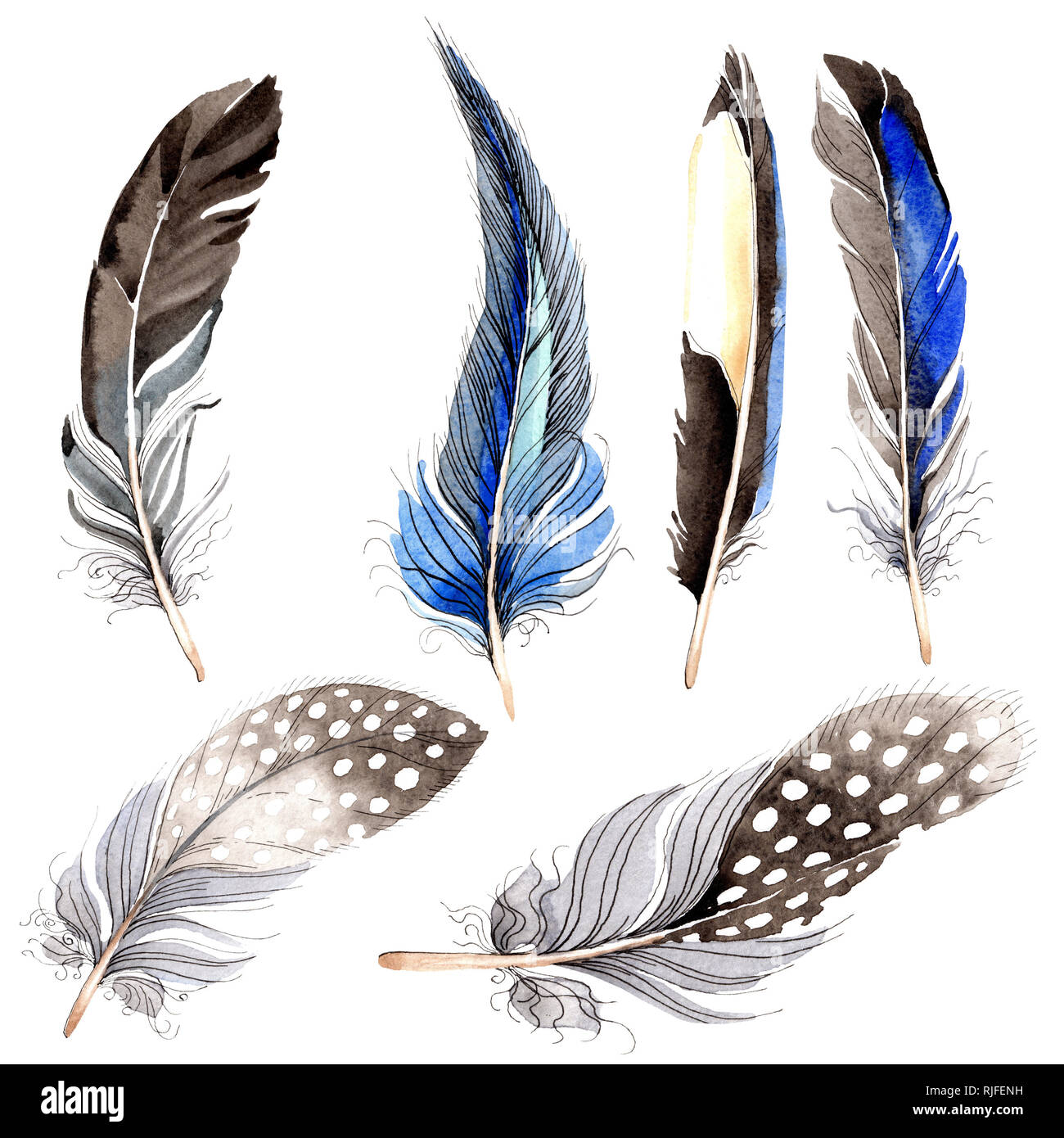 Plumas De Aves De Ala Aislados Ilustracion De Fondo De Acuarela
