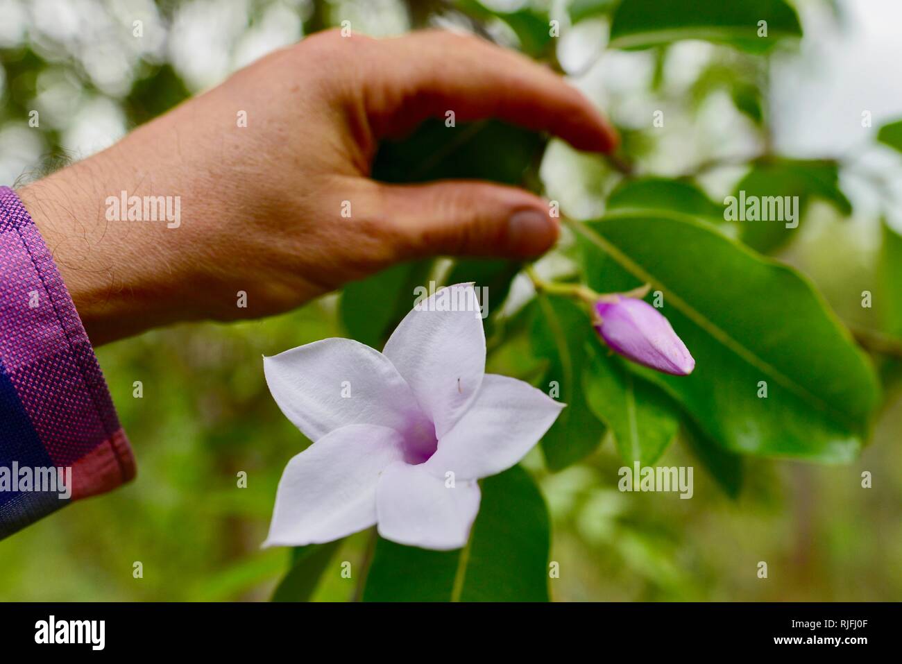 Una luz violeta, flor de la vid de goma Cryptostegia grandiflora, malezas  de importancia nacional, Moongun sendero en Elliot Springs, Townsville  Fotografía de stock - Alamy