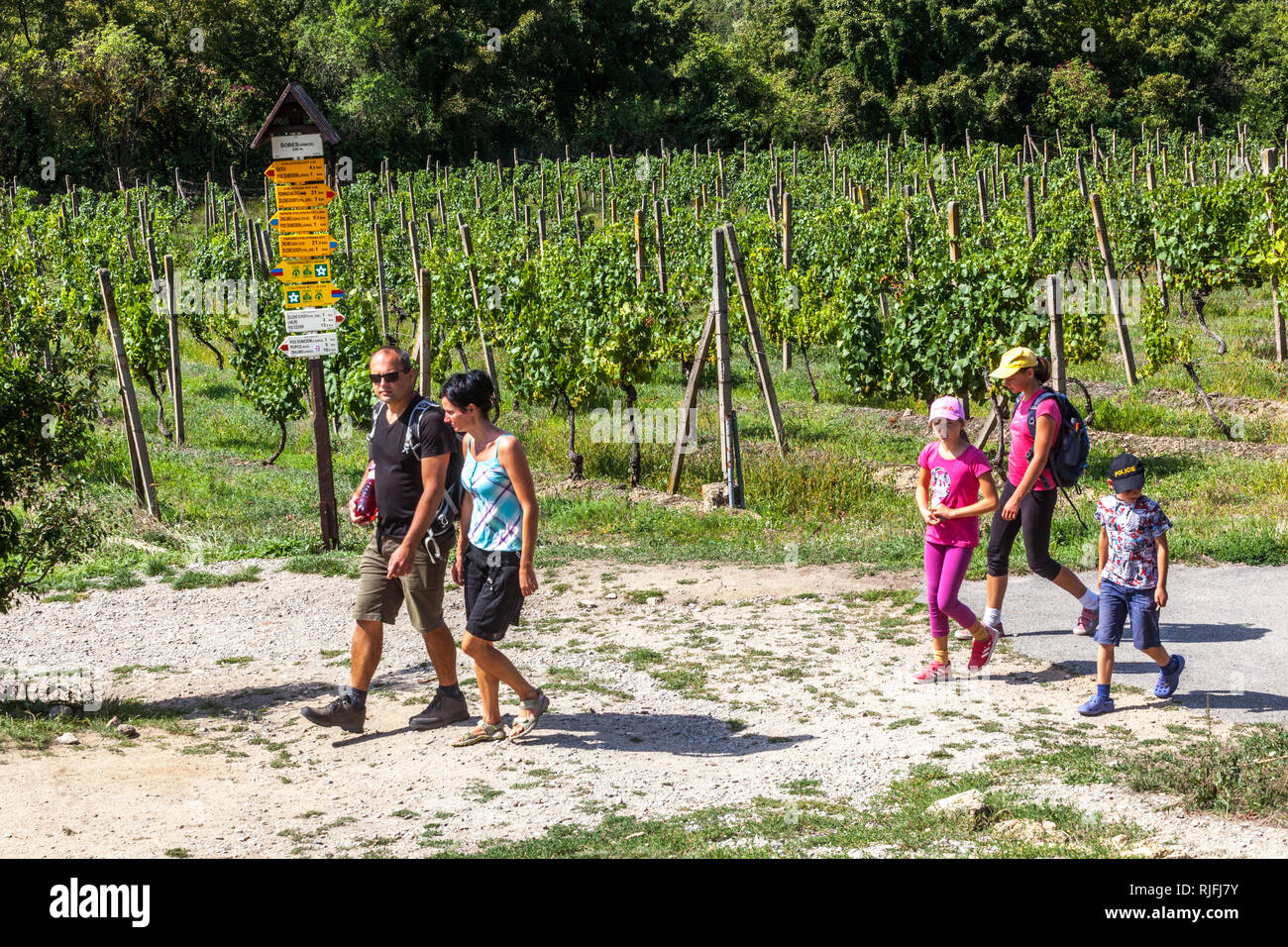 Viñedo Sobes, Familia en un viaje entre viñedos en el Parque Nacional Podyji, Moravia del Sur, República Checa Ruta del vino Moravia Foto de stock