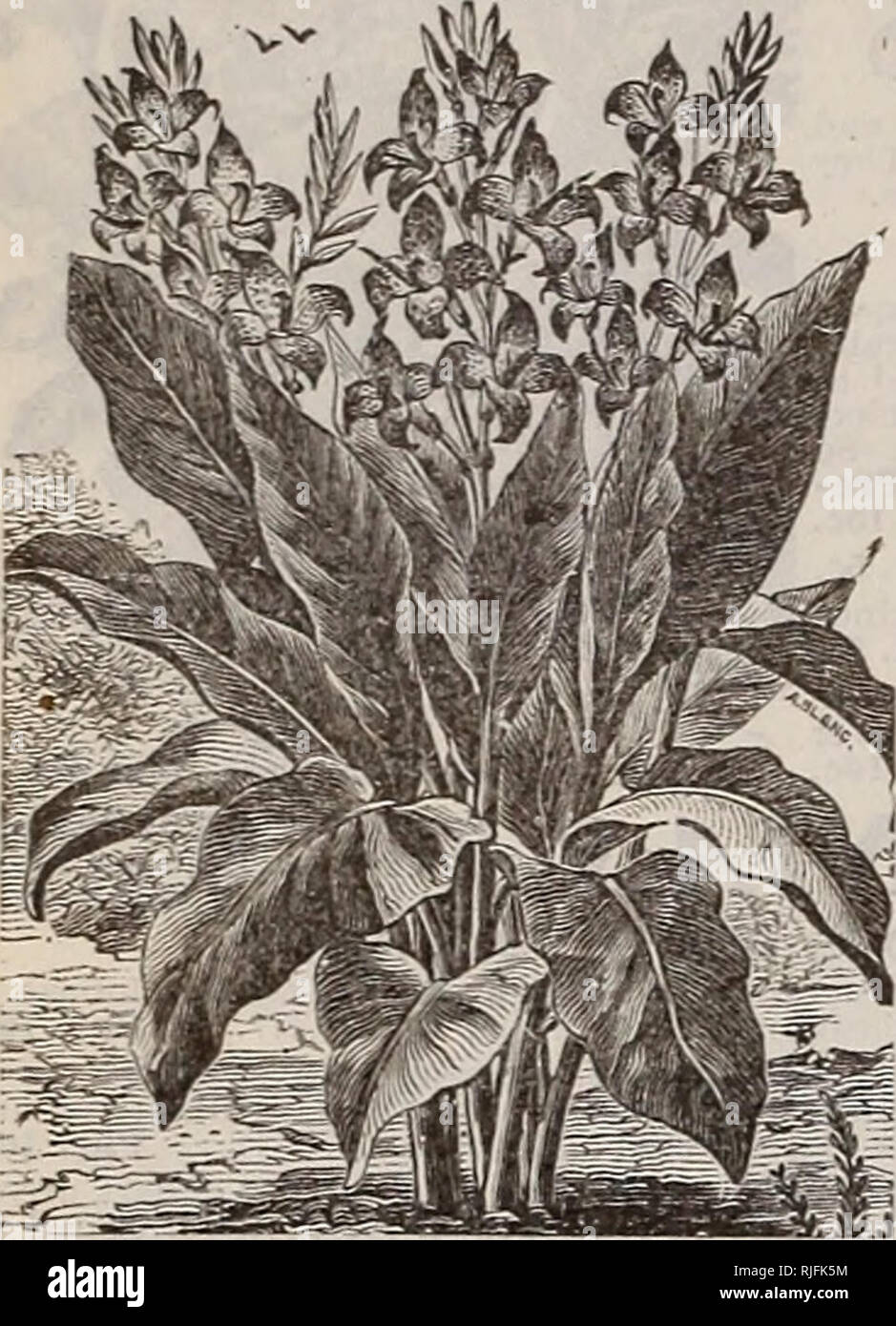 Catálogo de semillas, plantas, lámparas. Los catálogos de semillas