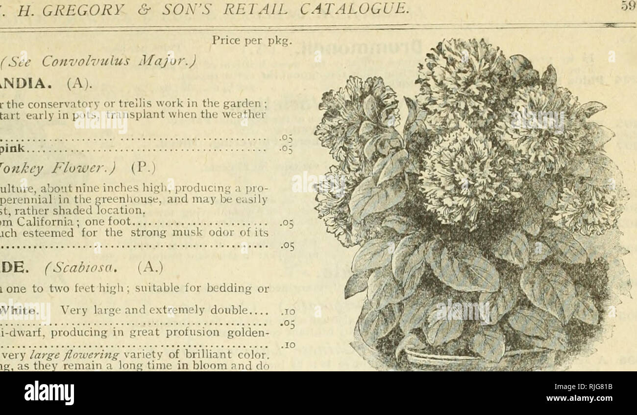 Catalogo De Vegetales Y Semillas De Flores Gratis Para Todos